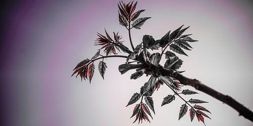 Bloemen bladeren