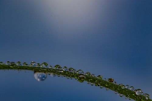 Raindrops on a blade of grass