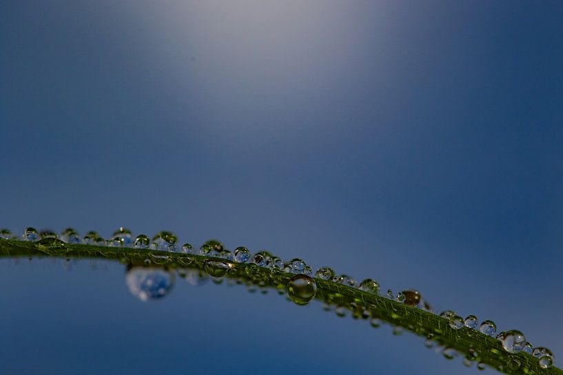 Regendruppels op een grasspriet van Anne Ponsen