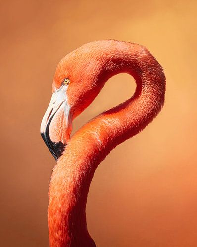 Kleurrijke Flamingo van Edwin Alexander