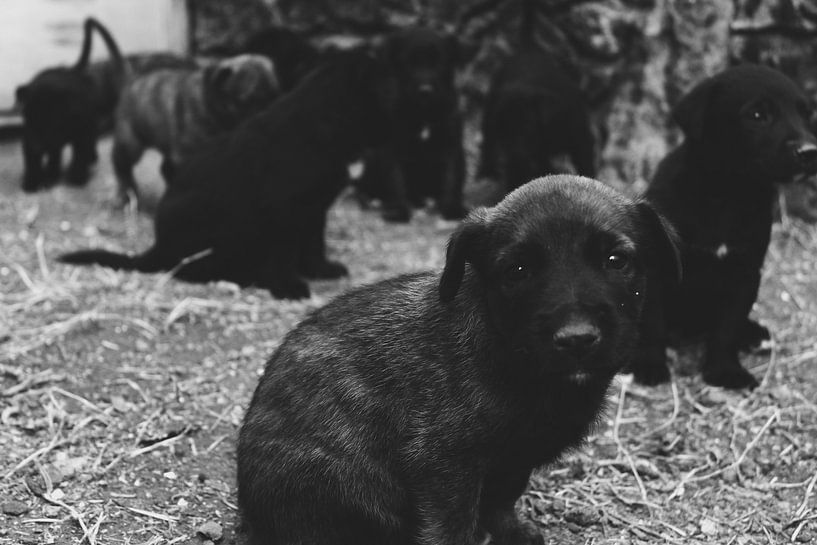 Pupper by Fabii Roelstraete