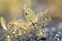 Hortensia bling