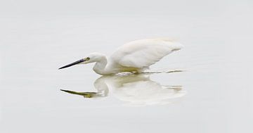 A great egret ( Ardea Alba ) by Leny Silina Helmig