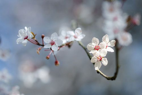Der Frühling kommt
