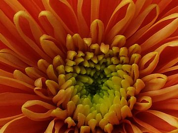 Orange flower van Mischa Veldhuis Fotografie