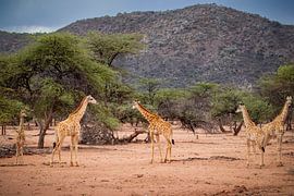 Giraffe by Antwan Janssen