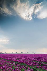 Tulpenveld von Jan Beukema