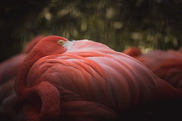Flamingo watching you by Sandra Hazes