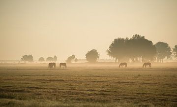 Paarden in de ochtendmist. van Ron Westbroek