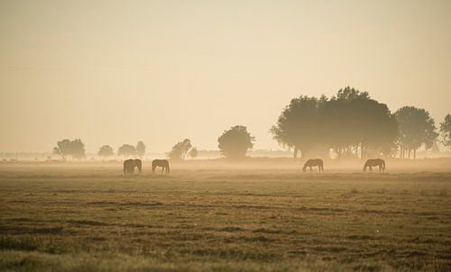 Pferde im Morgennebel.