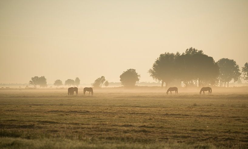 Pferde im Morgennebel. von Ron Westbroek