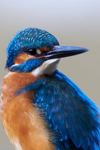 IJsvogel - Portret van een mooie ijsvogelman