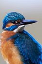Eisvogel - Porträt eines schönen Eisvogelmannes von IJsvogels.nl - Corné van Oosterhout Miniaturansicht