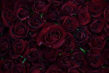 Rosen nach dem Regen