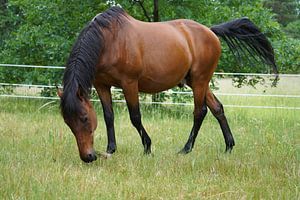 Trakehner Feldmeyer auf der Weide