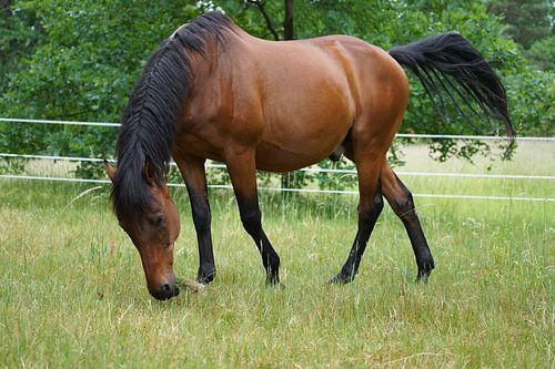 Trakehner Feldmeyer in de wei
