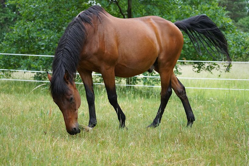 Trakehner Feldmeyer in the pasture by Babetts Bildergalerie