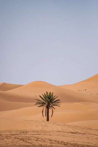 Lonely palm tree