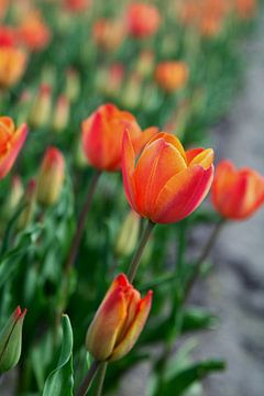 TULPEN van Henriette Tischler van Sleen