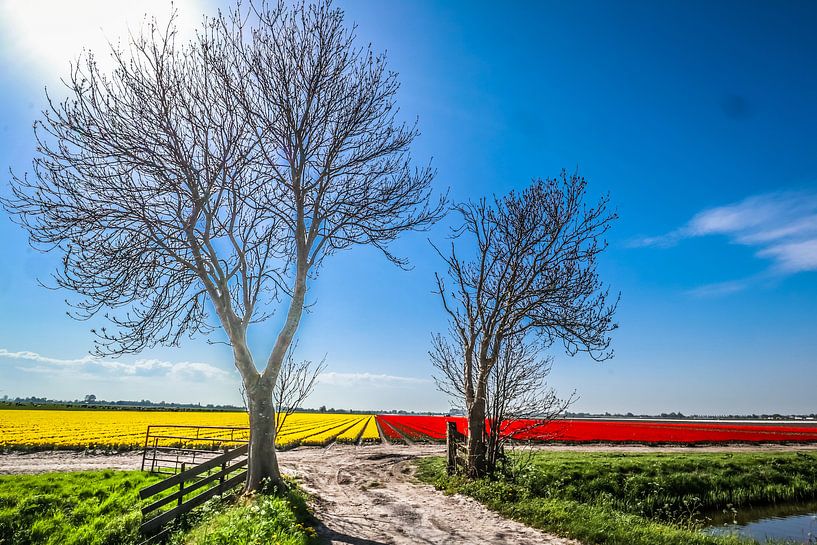 2 bomen by peterheinspictures