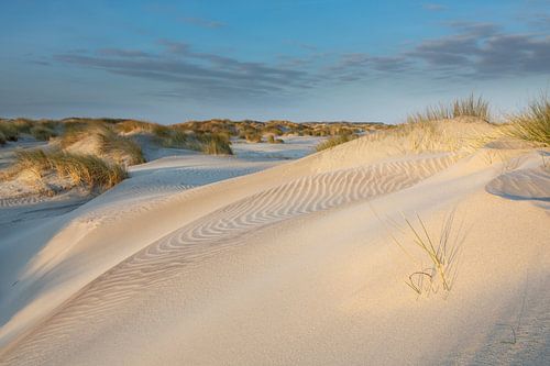 Young dunes in sunlight - Natural Ameland