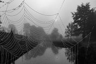 Mist, ein Spinnennetz und die Sonne, die brechen will ... von Natascha Worseling Miniaturansicht
