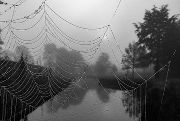 Brume, une toile d'araignée et le soleil qui veut briser ... sur Natascha Worseling