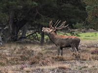 A belling red deer on the Veluwe