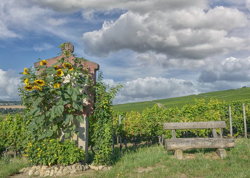 Rast am Wißberg,Rheinhessen Weinregion von Peter Eckert