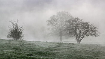 Arbres dans le brouillard