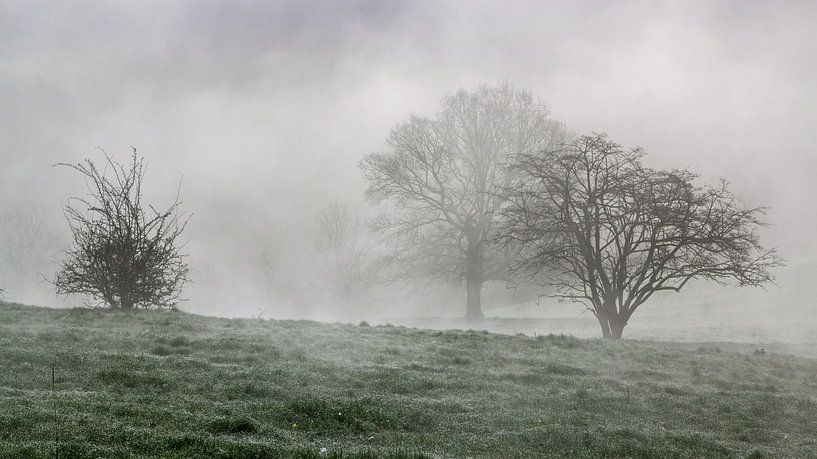 Bäume im Nebel von Gottfried Carls