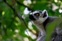 Singe lémurien