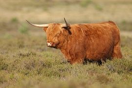 Schotse Hooglander van Menno Schaefer