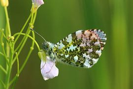 Vlinder by t de bruin