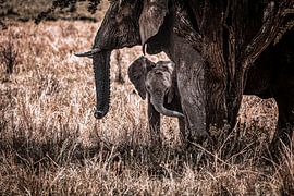 Ein kleines Elefantenbaby sucht bei seiner Mutter in der Serengeti Schutz. von Arjan Warmerdam