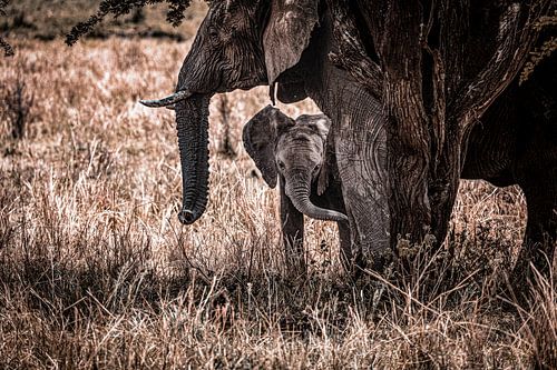 Ein kleines Elefantenbaby sucht bei seiner Mutter in der Serengeti Schutz.