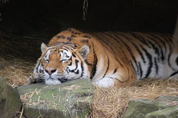 Luierende tijger