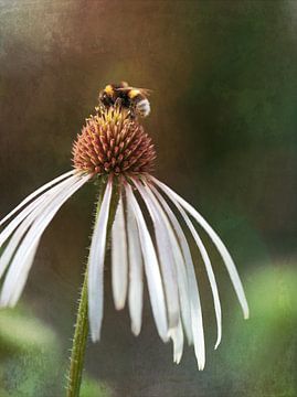 Biene auf Blüte von Maneschijn FOTO