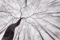 Une vue de la couronne des arbres, Tom Pavlasek par 1x Aperçu