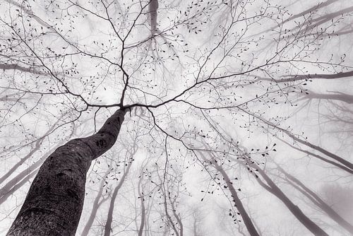 Vue de la couronne de l'arbre