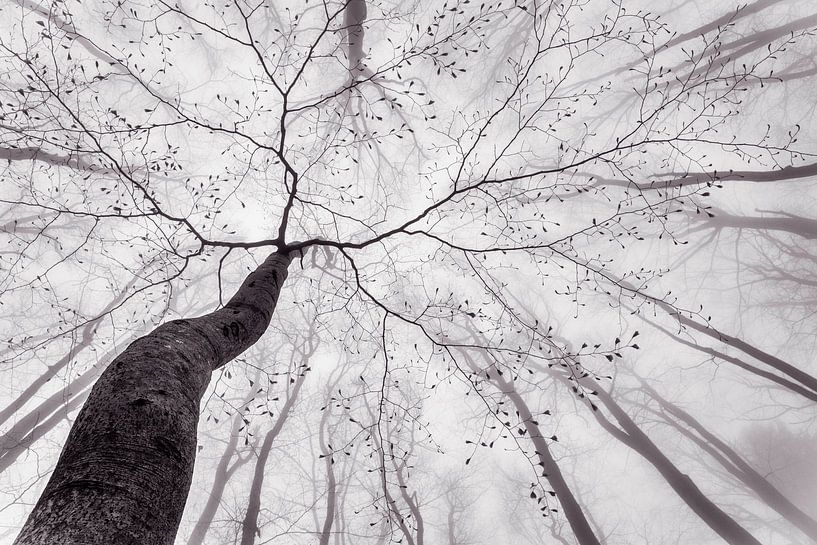 Une vue de la couronne des arbres, Tom Pavlasek par 1x