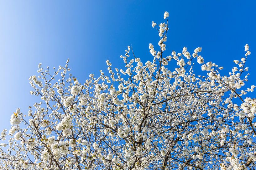 Flowering fruit tree - spring by Werner Dieterich