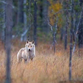 Wolf in Finnland von Han Peper