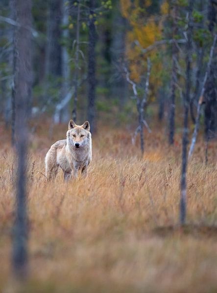 Loup Finlande par Han Peper