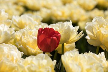 rote Tulpe in einem gelben Tulpenfeld von W J Kok