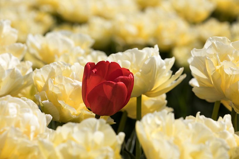 tulipe rouge dans un champ de tulipes jaunes par W J Kok