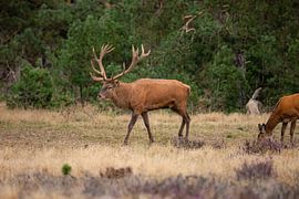 Cerfs rouges sur le Hoge Veluwe