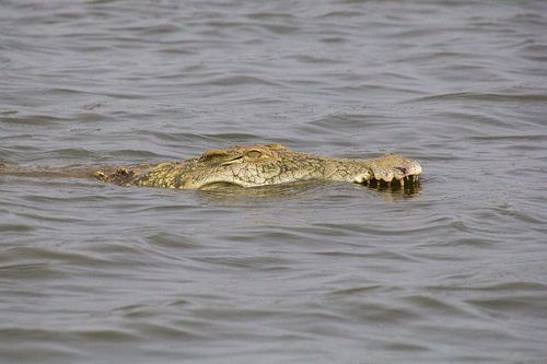 Krokodil in het Sunset Dam, kruger national park, zuid afrika