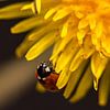 Lieveheersbeestje aan een bloem. van Erik de Rijk