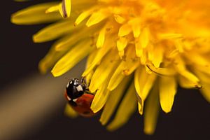 Lieveheersbeestje aan een bloem. van Erik de Rijk